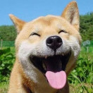 哈尔滨宠物狗微信号:hrbdog